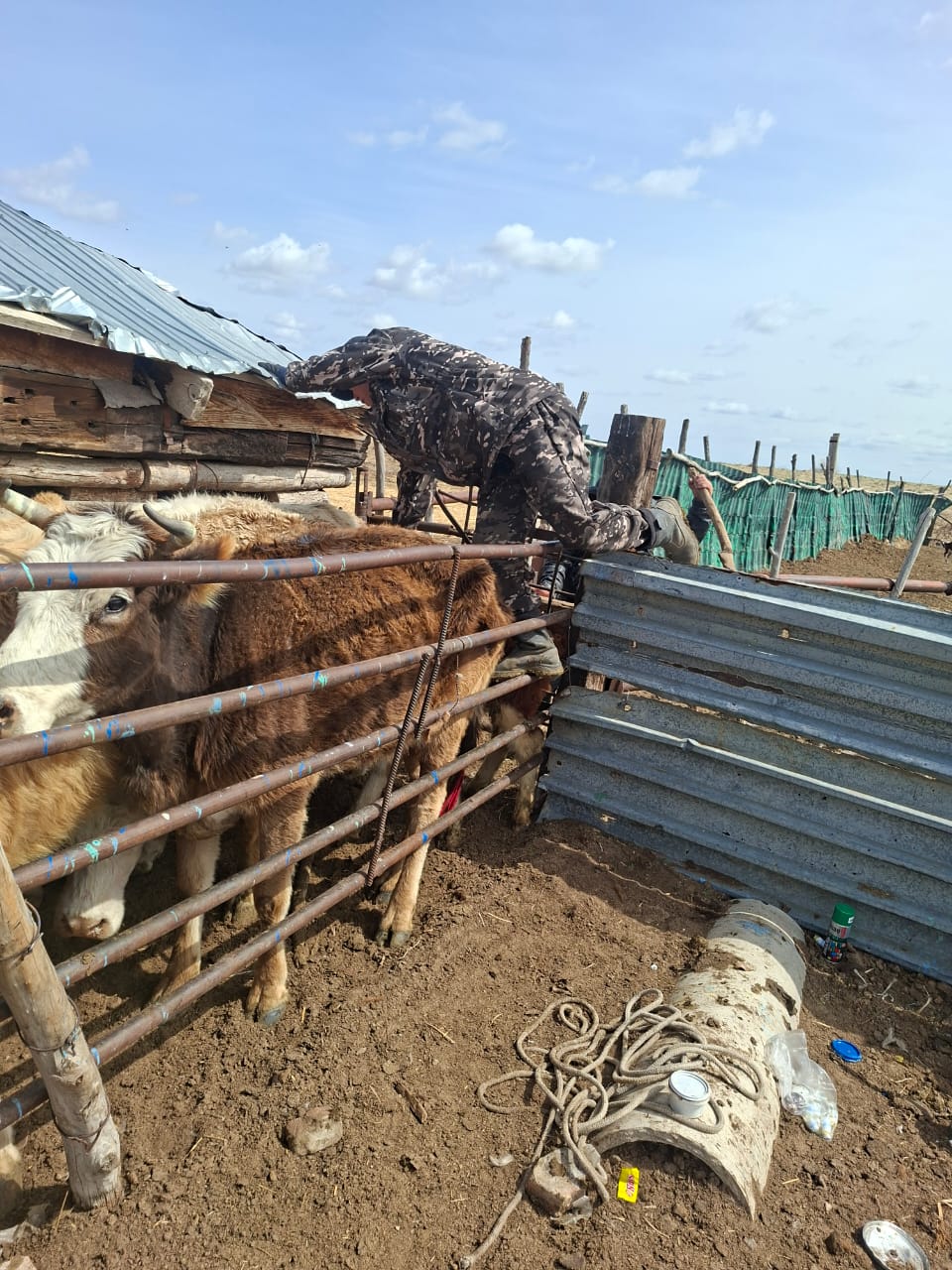 Ұсақ малдарды бірдейлендіру және вакцинациялау жұмыстары жүргізілуде