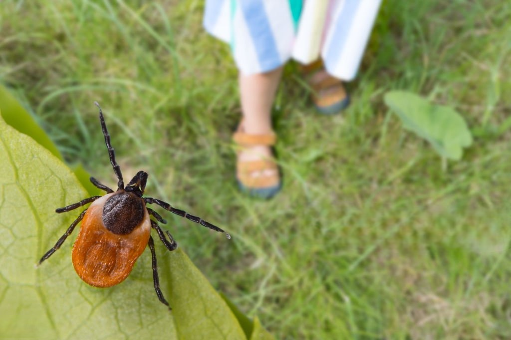 КОНГО-ҚЫРЫМ ГЕМОРРАГИЯЛЫҚ ҚЫЗБАСЫ АУРУЫНАН САҚ БОЛЫҢЫЗ!