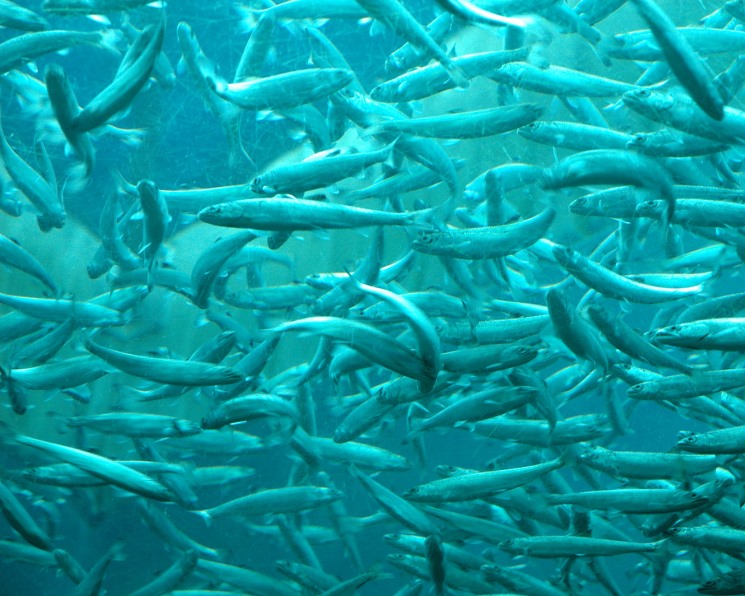 Атыраулық балық өсірушілер астрахандық әріптестерінің тәжірибесін енгізуде