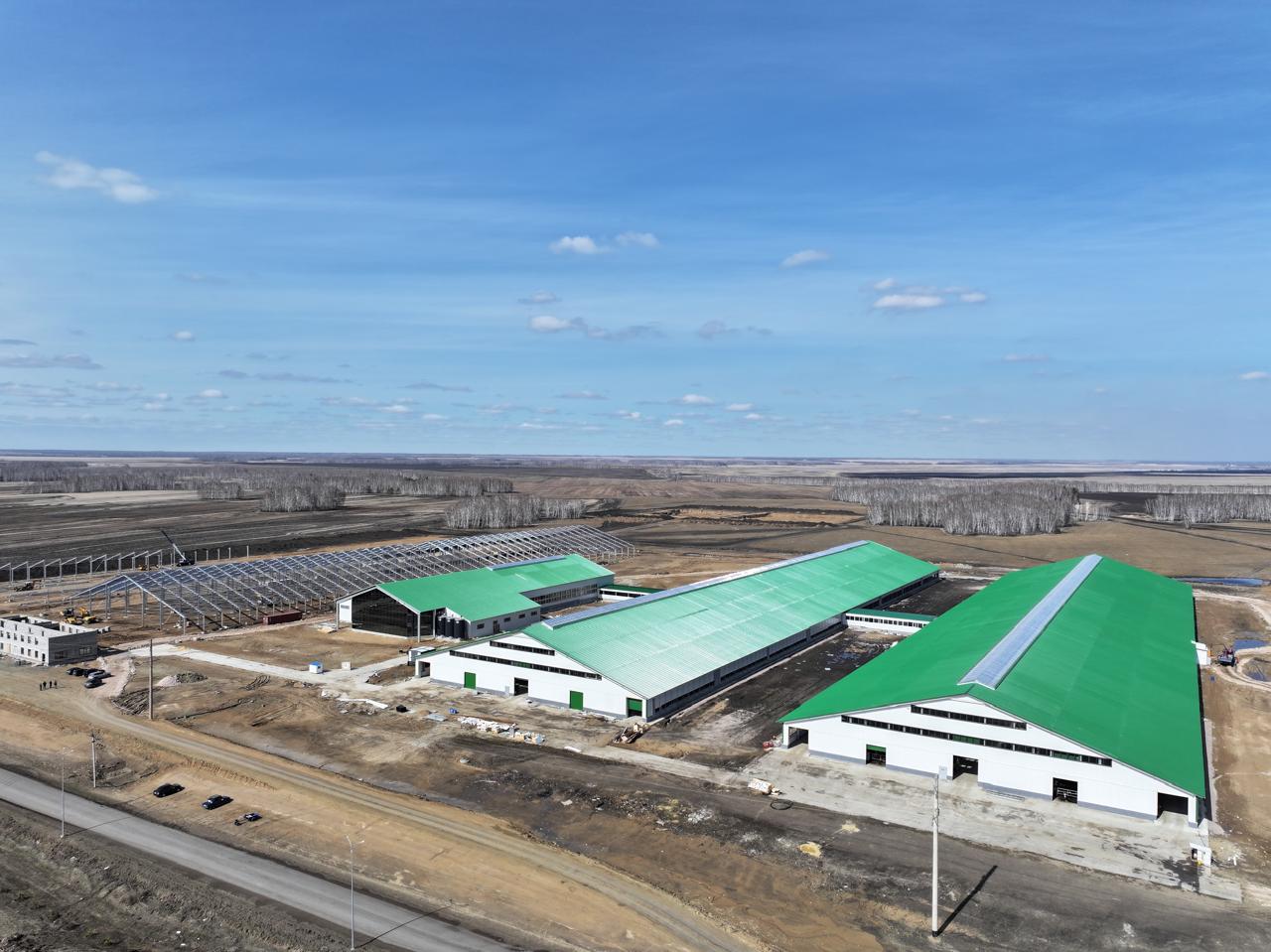 9000 голов элитного КРС завезли в Северо-Казахстанскую область за три года