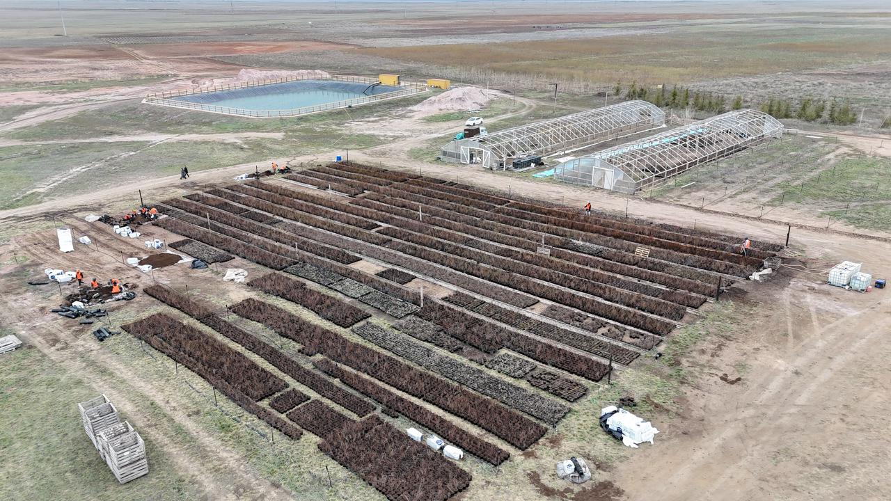 Ақмола облысының әкімі Шортанды ауданындағы орман питомнигін аралады