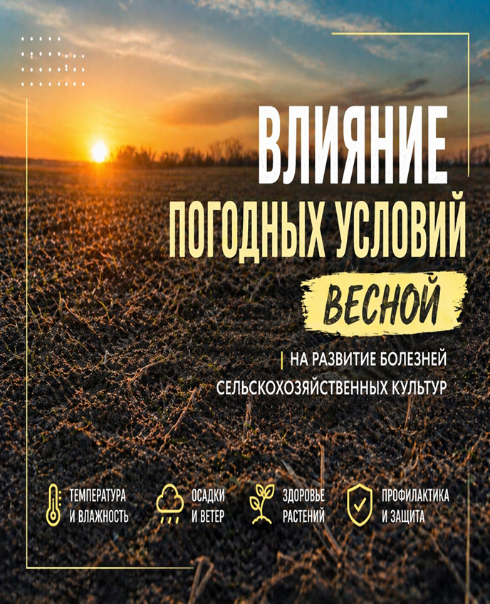 Көктемде ауа-райының дақылдардың ауруларының дамуына әсері