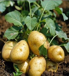 Картоп аурулары