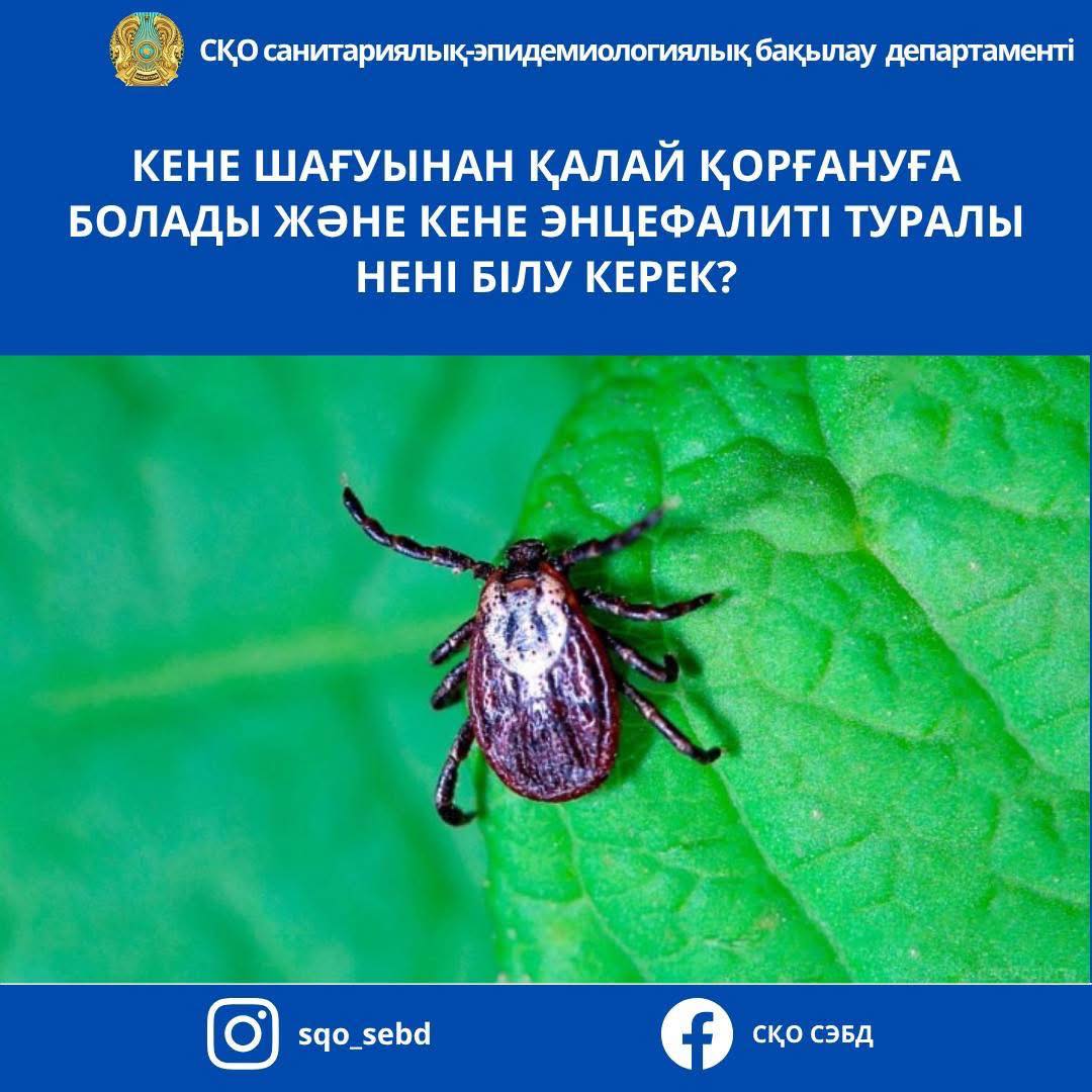 📌КЕНЕ ШАҒУЫНАН ҚАЛАЙ ҚОРҒАНУҒА БОЛАДЫ ЖӘНЕ КЕНЕ ЭНЦЕФАЛИТІ ТУРАЛЫ НЕНІ БІЛУ КЕРЕК?