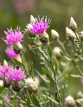 Сусымалы қыша (қызғылт) – қауіпті карантиндік арамшөп.