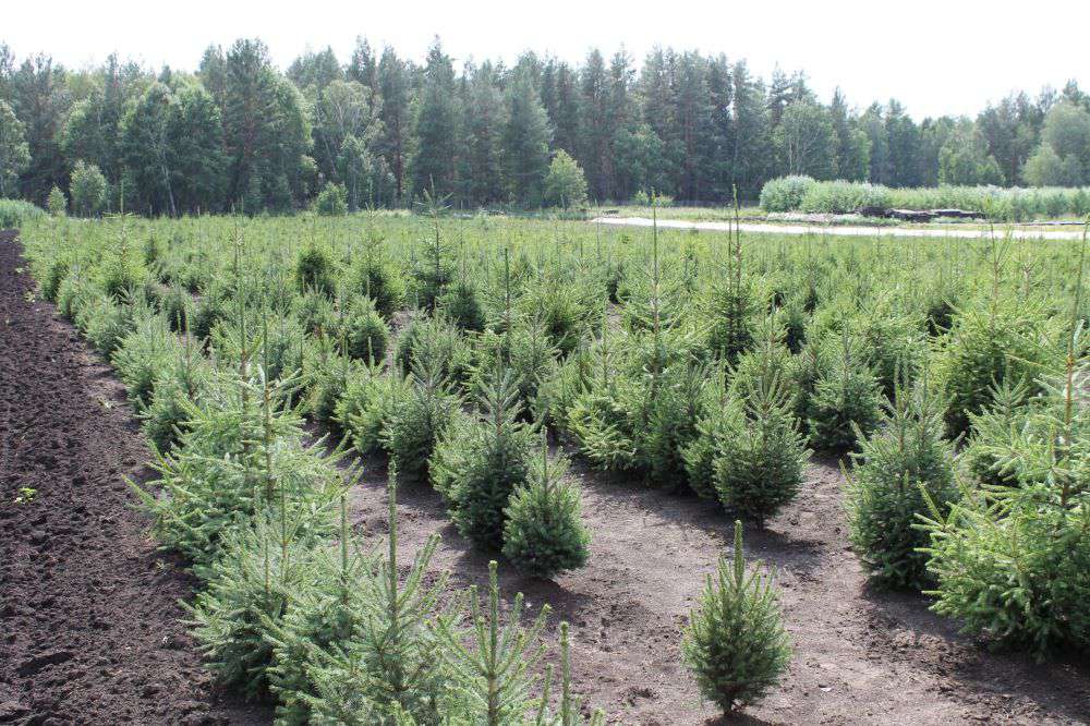 Ақмола облысының орман қорында 70 млн-нан астам ағаш отырғызылды