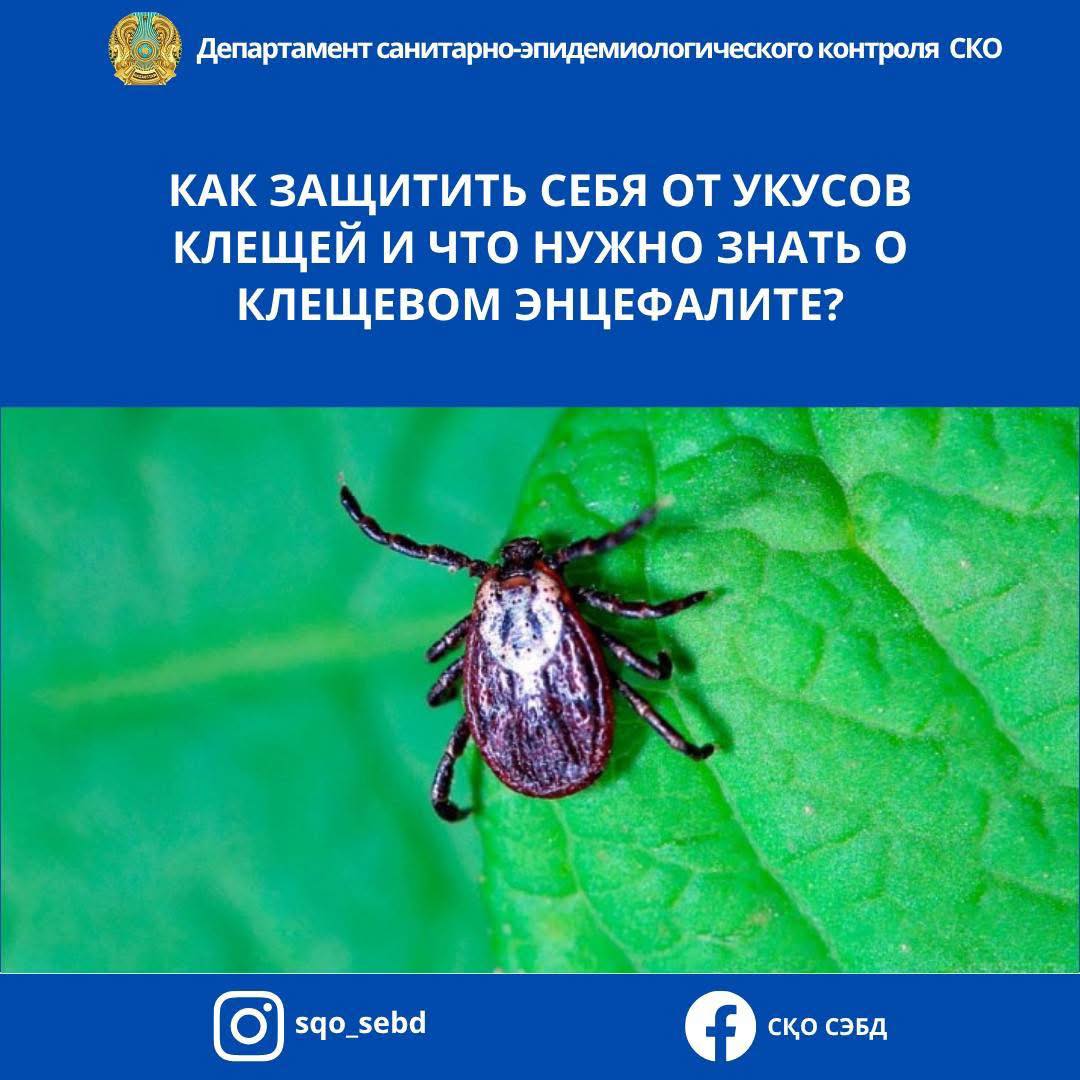 📌КАК ЗАЩИТИТЬ СЕБЯ ОТ УКУСОВ КЛЕЩЕЙ И ЧТО НУЖНО ЗНАТЬ О КЛЕЩЕВОМ ЭНЦЕФАЛИТЕ?