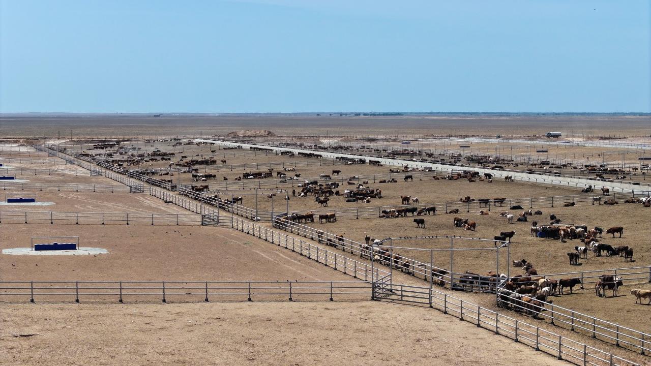 Түркістан облысында 50 мың бас ірі қараға арналған бордақылау кешені 2026 жылдың шілде айында пайдалануға беріледі