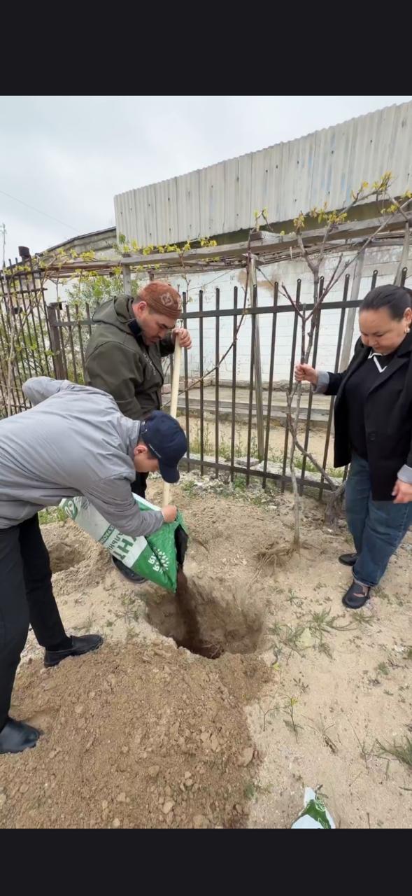 “Таза Қазақстан” экологиялық акциясы аясында Өмірзақ ауылындағы №27 жалпы білім беру мектебінің аумағына көшеттер отырғызылды