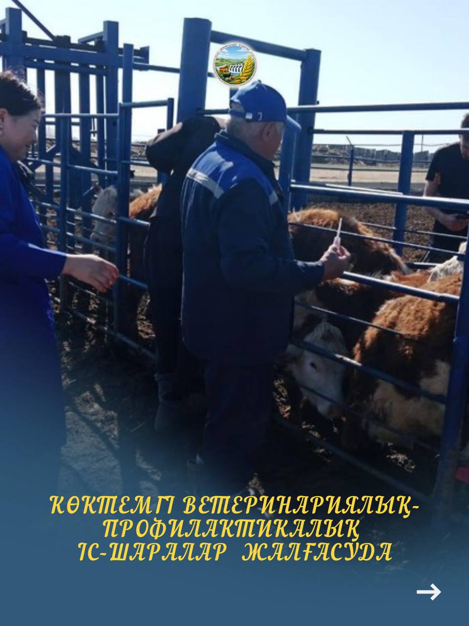 Новобаженово ауылдық округінде көктемгі ветеринариялық-профилактикалық іс-шаралар жүйелі түрде жалғасуда