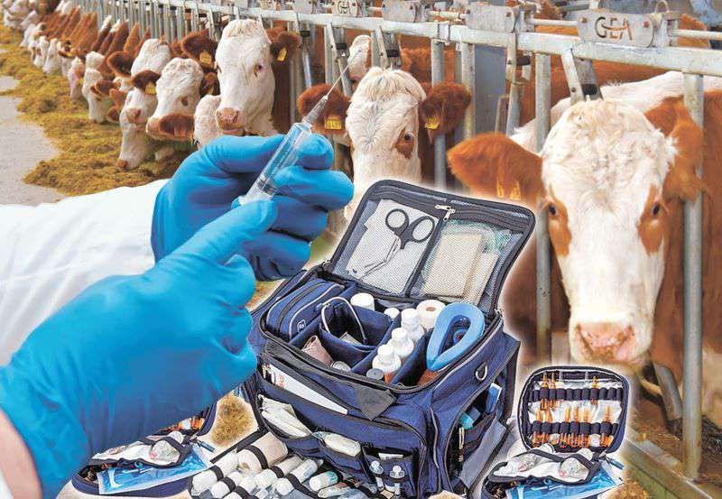 Бруцеллезге қарсы күрес: 250 мыңнан астам малдан қан алынды