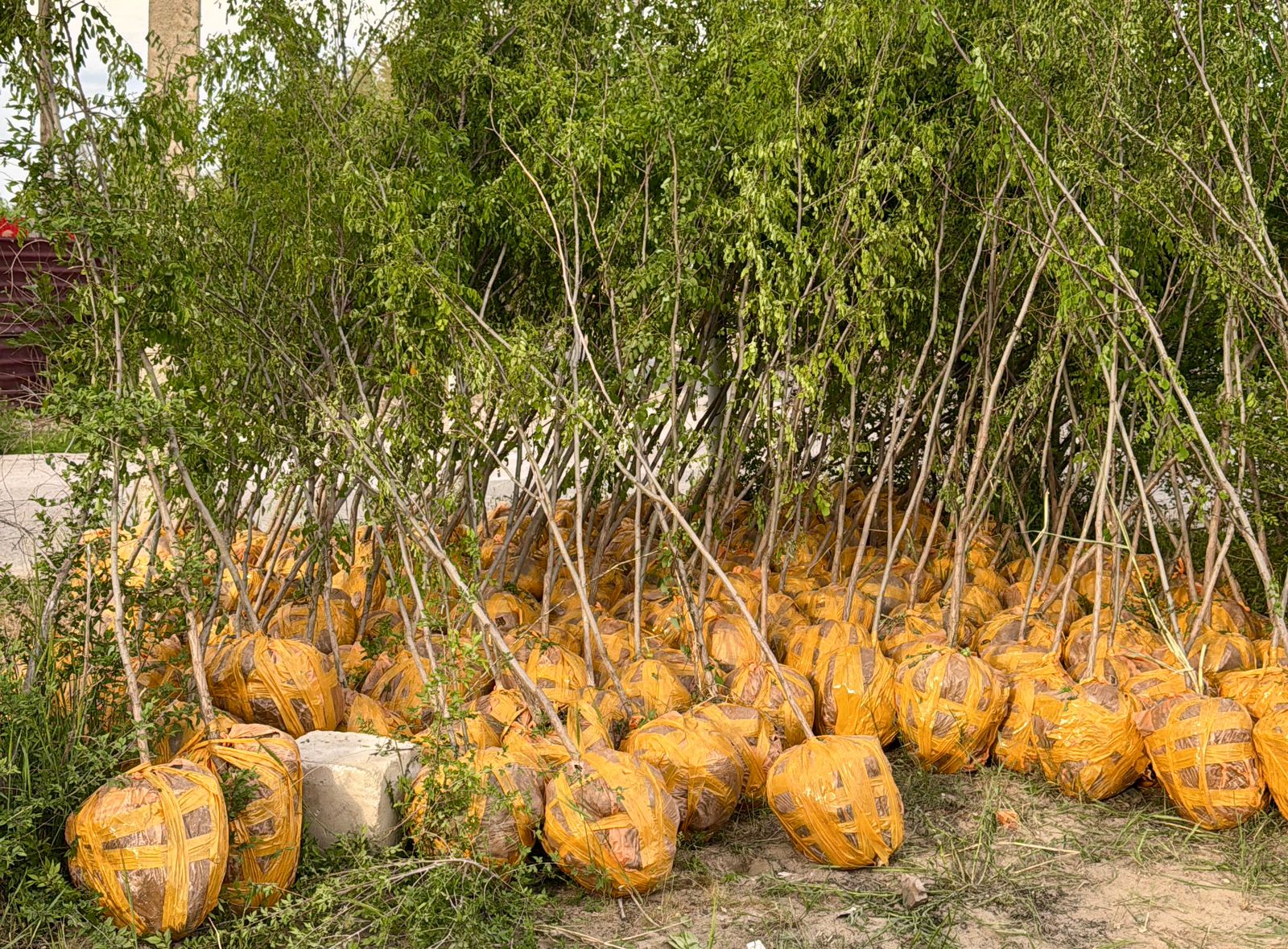 Тұрғындар бастамасымен 8–10-шағынауданда 610 ағаш егілді