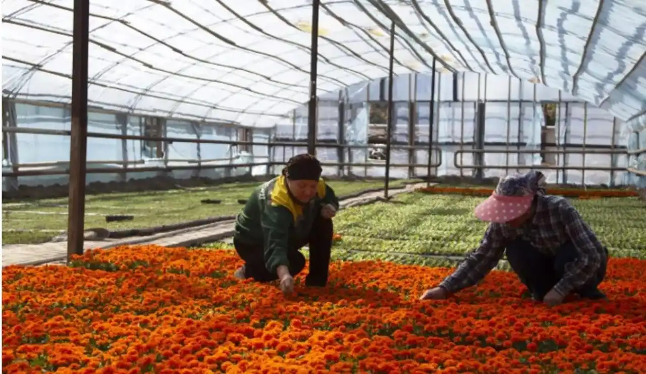 «Жасыл ел-Тараз»-дың жылыжайы: Бүгінде мұнда миллион түп гүл өсіріледі