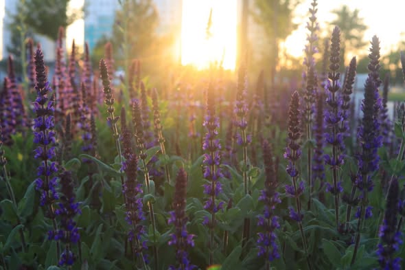 ГҮЛ ҚАЛА – ТҮРКІСТАН