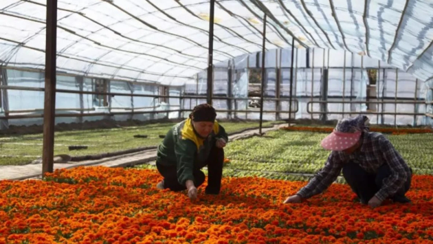 «Жасыл ел-Тараз»-дың жылыжайы: Бүгінде мұнда миллион түп гүл өсіріледі