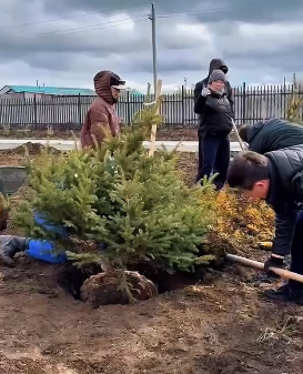 Сегодня во дворе школы был организован субботник по посадке деревьев с участием акима района Нурлыбека Амандоллаулы и сотрудников акимата.