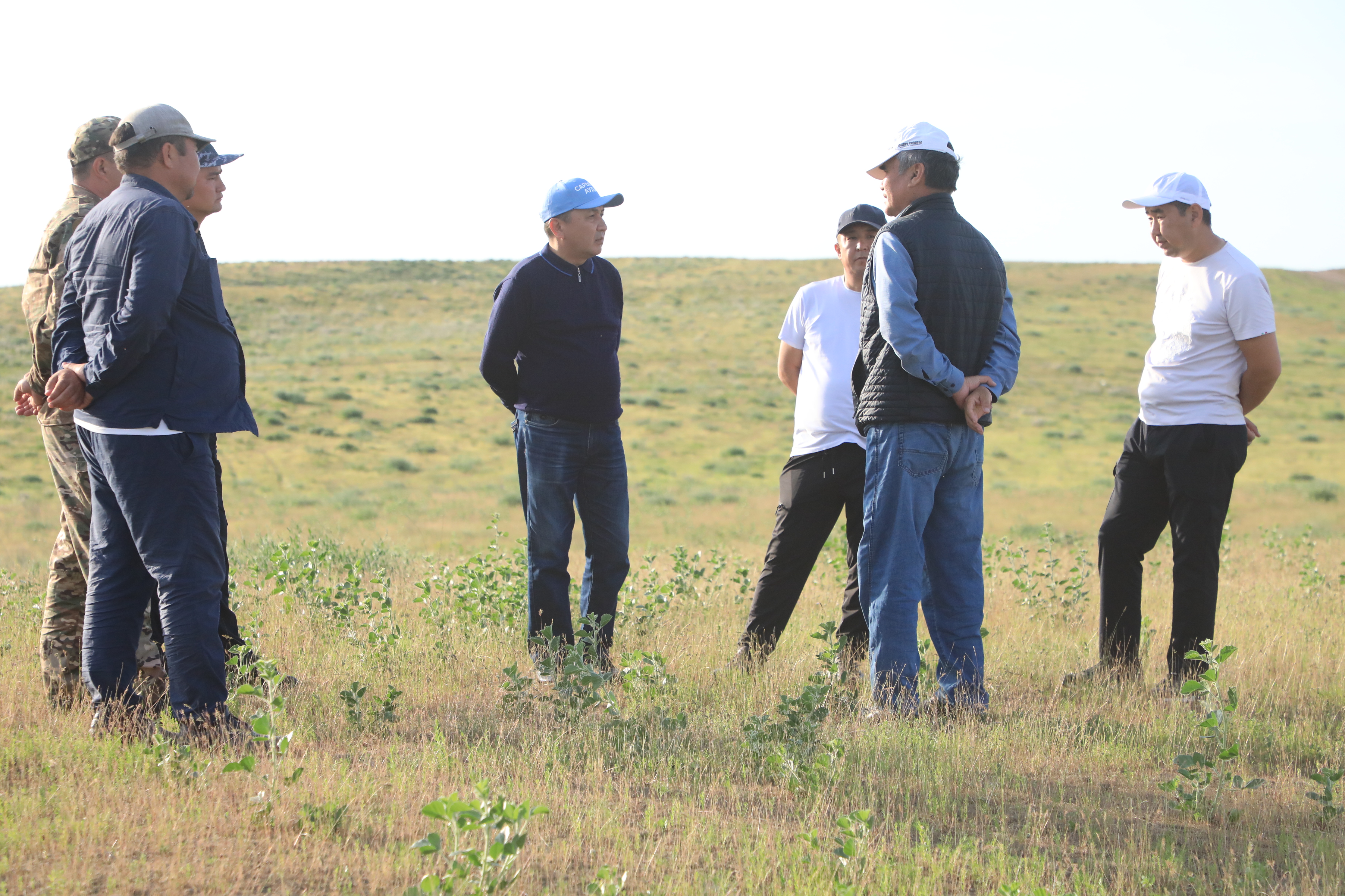 САРЫАҒАШ АУДАНЫНДА ШЕГІРТКЕГЕ ҚАРСЫ КҮРЕС КҮШЕЙТІЛГЕН РЕЖИМДЕ ЖҮРГІЗІЛУДЕ