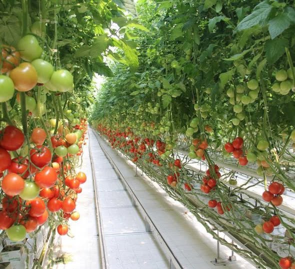 КРУПНЕЙШАЯ ПРОМЫШЛЕННАЯ ТЕПЛИЦА В СТРАНЕ БУДЕТ ЗАПУЩЕНА В ТУРКЕСТАНСКОЙ ОБЛАСТИ