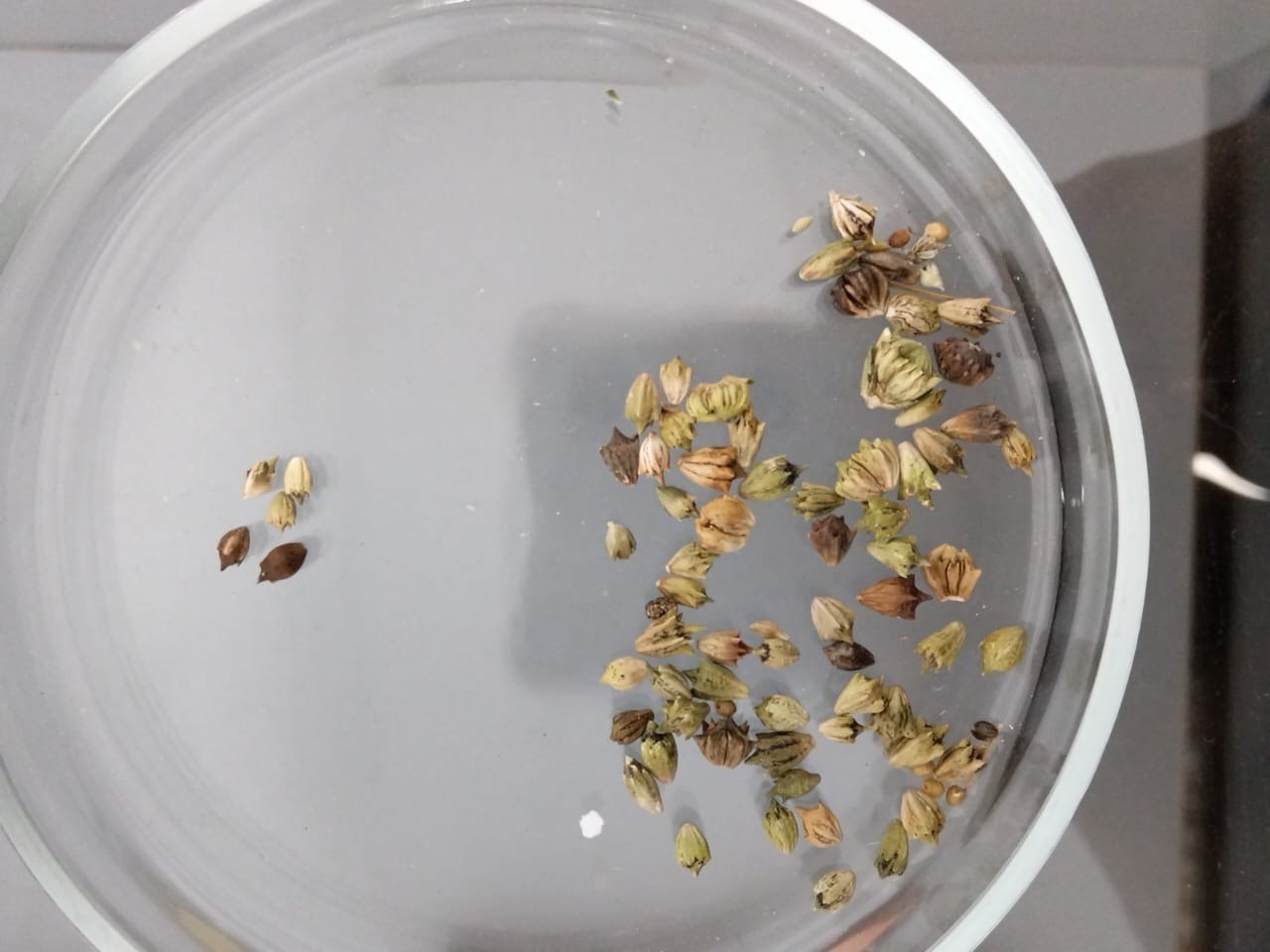 Фитосанитарными инспекторами пресечен ввоз зараженной продукции из Российской Федерации