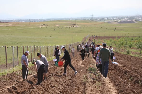 «ТАЗА ҚАЗАҚСТАН»: САРЫАҒАШ АУДАНЫНДА 1000 ТҮП АҒАШ ЕГІЛІП, ТАЗАЛЫҚ ЖҰМЫСТАРЫ ЖҮРГІЗІЛДІ