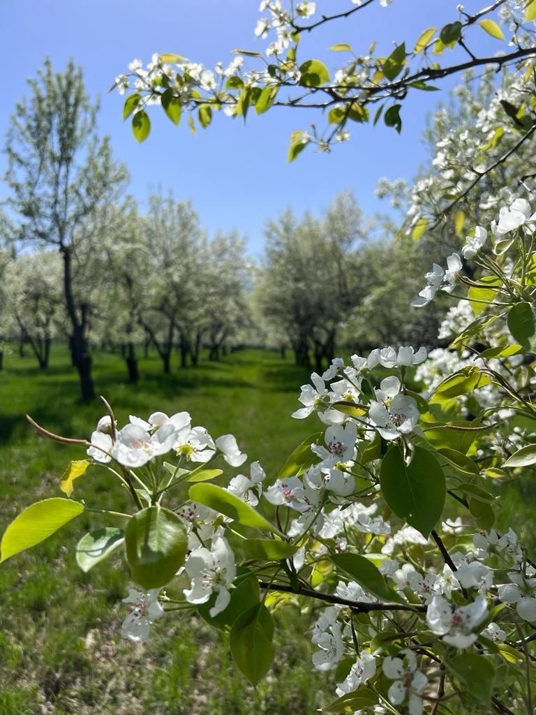 Қазақстанға Нидерландтан 7000 алма телітушісі әкелінді