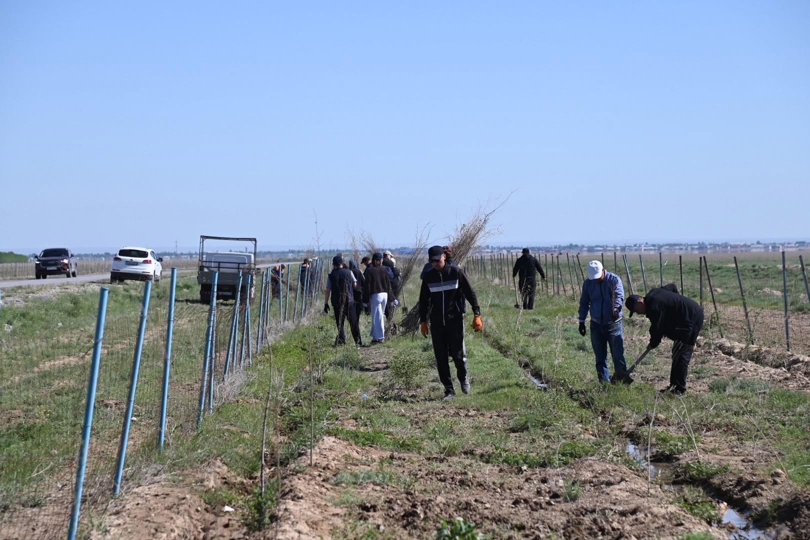 ТҮРКІСТАН: СОЗАҚТА ЖАППАЙ СЕНБІЛІК: «ЖАСЫЛ БОЛАШАҚ» АКЦИЯСЫ ҚАРҚЫН АЛДЫ