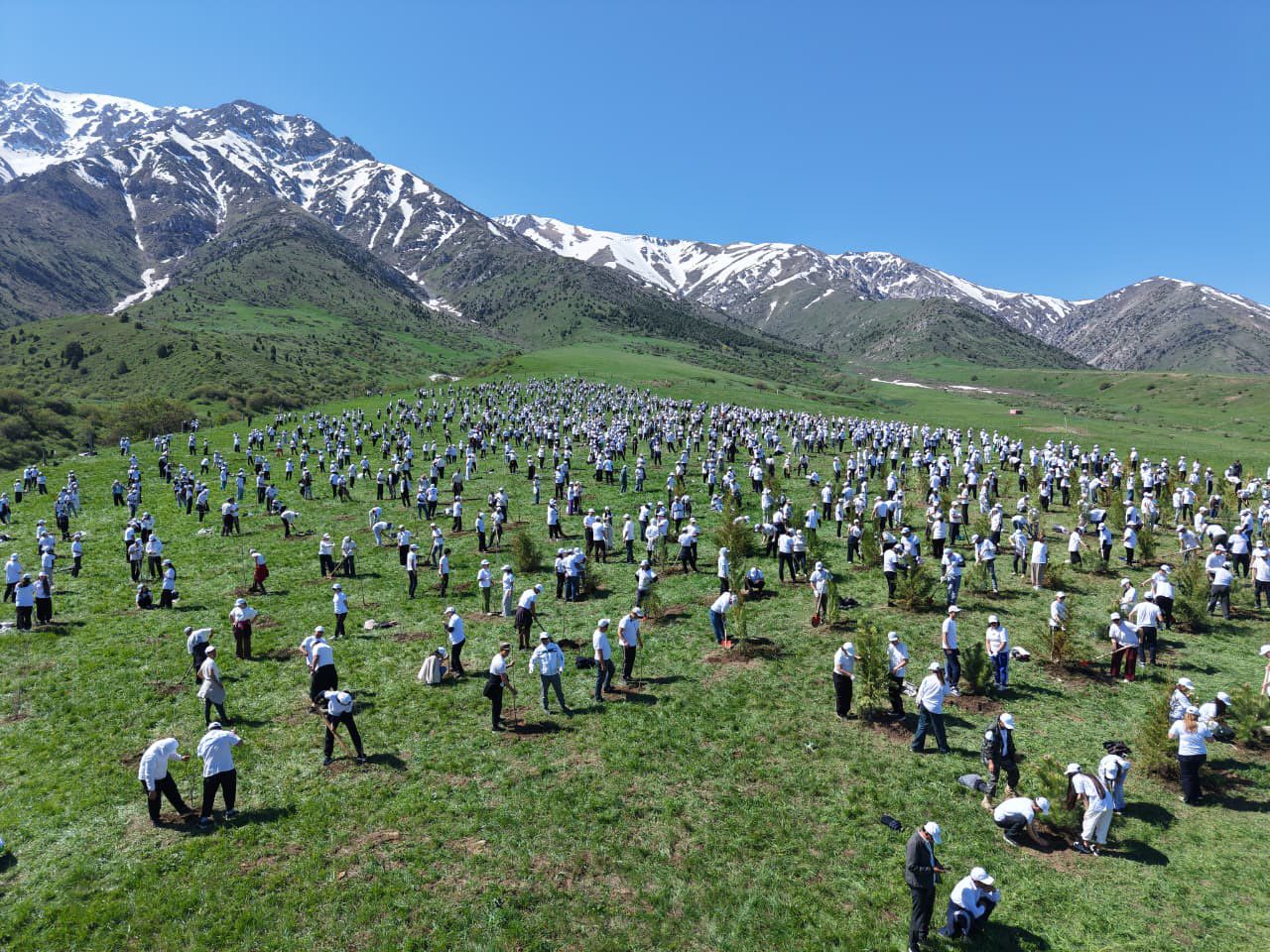 ТҮРКІСТАН ОБЛЫСЫНДА «TAZA QAZAQSTAN» БАҒДАРЛАМАСЫ АЯСЫНДА БІР КҮНДЕ 20 МЫҢ АҒАШ ЕГІЛДІ