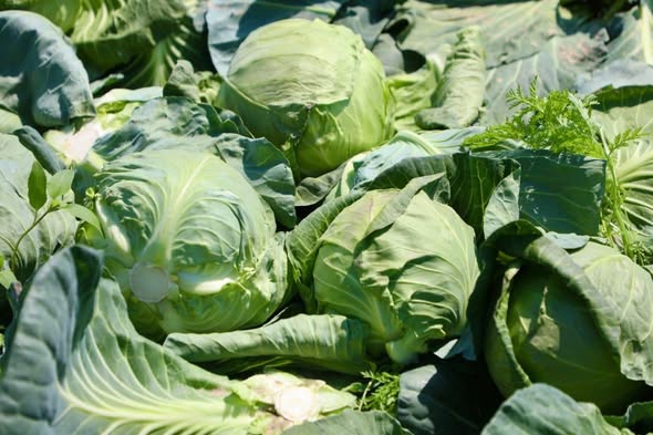 ТҮРКІСТАН: САРЫАҒАШТЫҚ ШАРУАЛАР  ҚЫРЫҚҚАБАТТЫҢ АЛҒАШҚЫ ӨНІМІН ЖИНАП ЖАТЫР