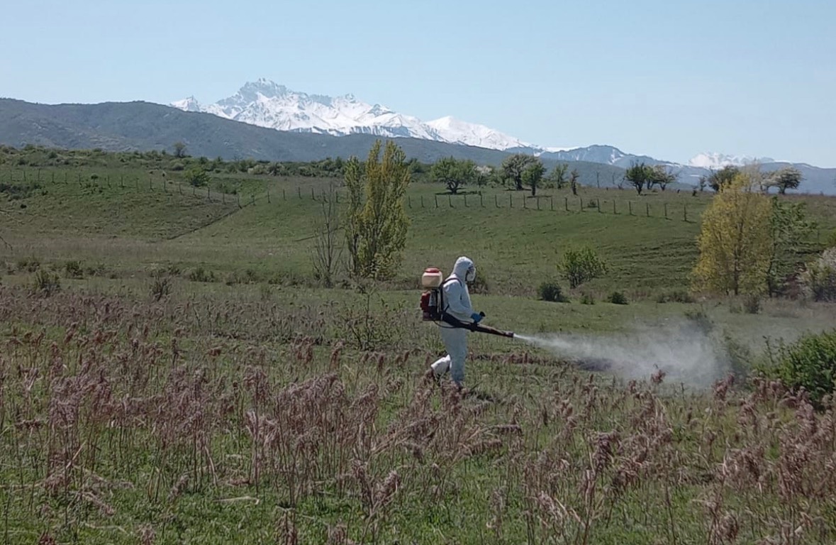 Алматы облысында кенелердің жоғары белсенділігі анықталуда