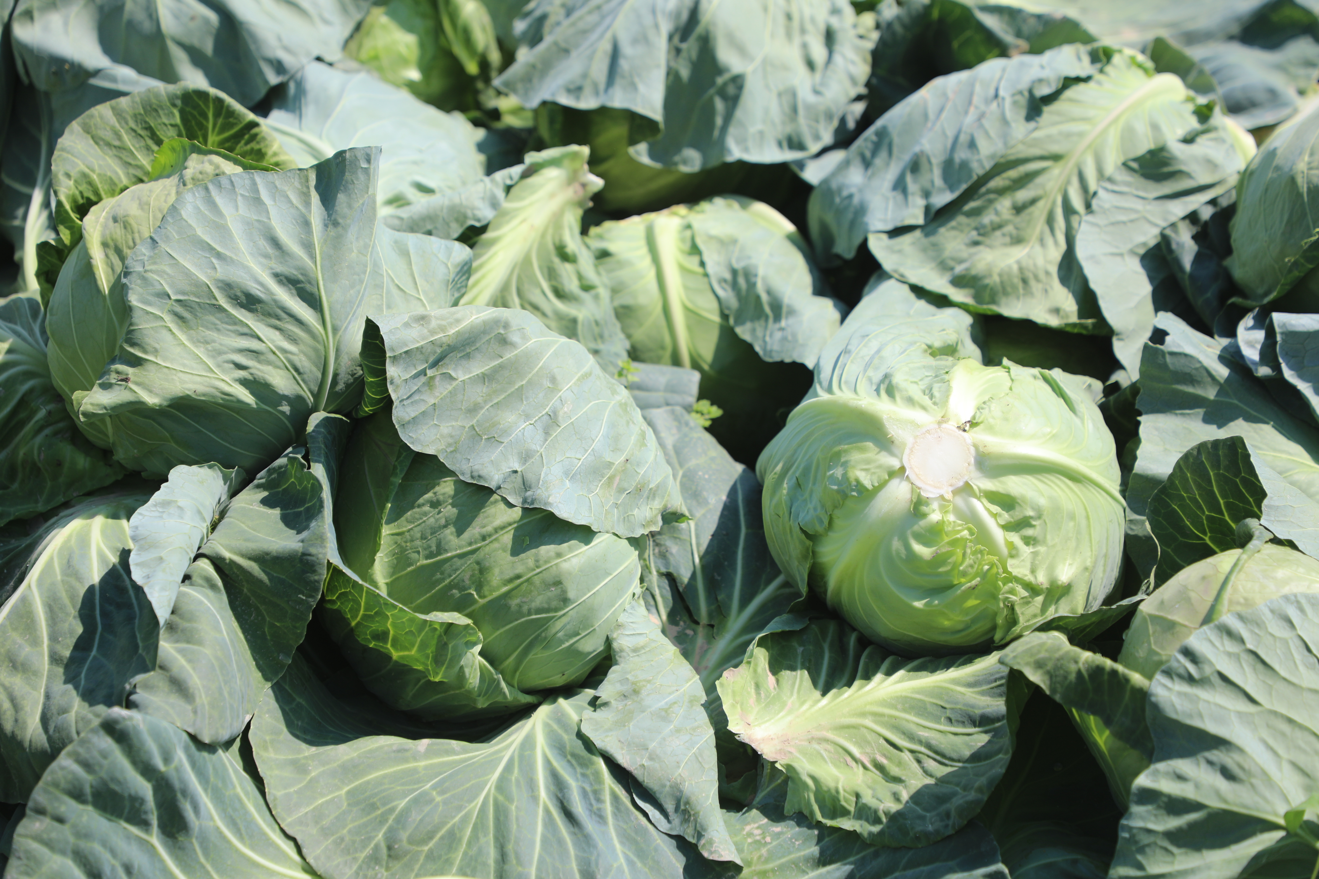 САРЫАҒАШ АУДАНЫНДА ЕРТЕ ПІСЕТІН ҚЫРЫҚҚАБАТТЫҢ АЛҒАШҚЫ ӨНІМІН ЖИНАУ ЖҰМЫСТАРЫ ЖҮРГІЗІЛУДЕ