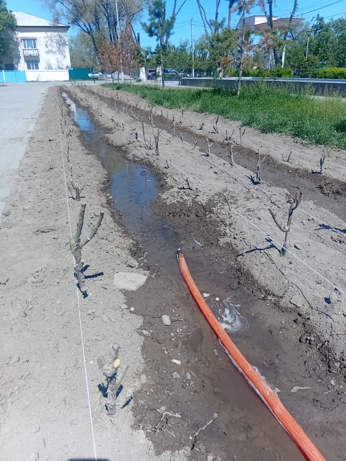 Гүлдер мен жасыл желектерді суару