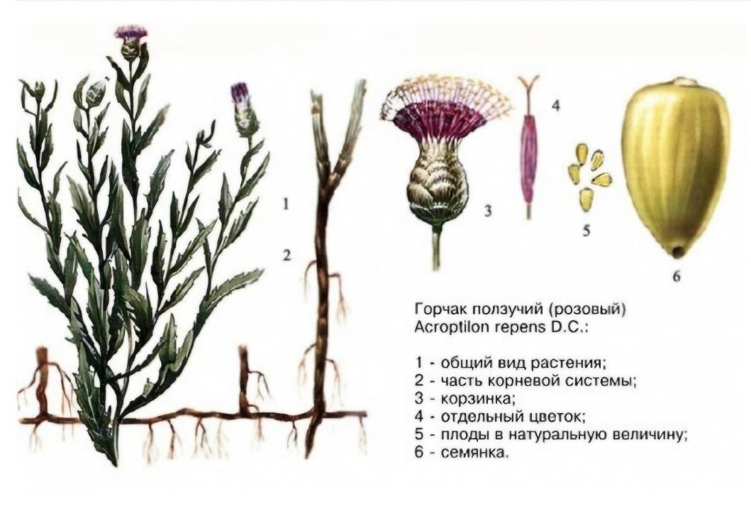 Назар аударыңыз: карантиндік объект