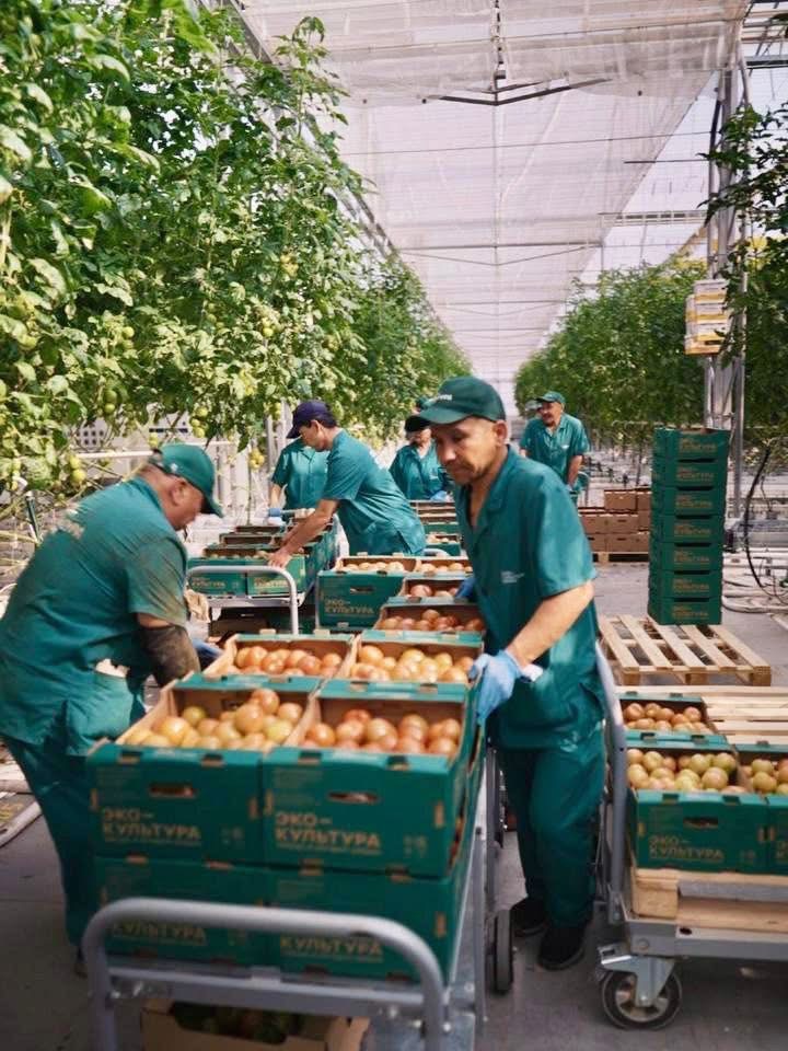 ЕЛІМІЗДЕГІ ЕҢ ІРІ ӨНЕРКӘСІПТІК ЖЫЛЫЖАЙ ТҮРКІСТАН ОБЛЫСЫНДА ІСКЕ ҚОСЫЛАДЫ
