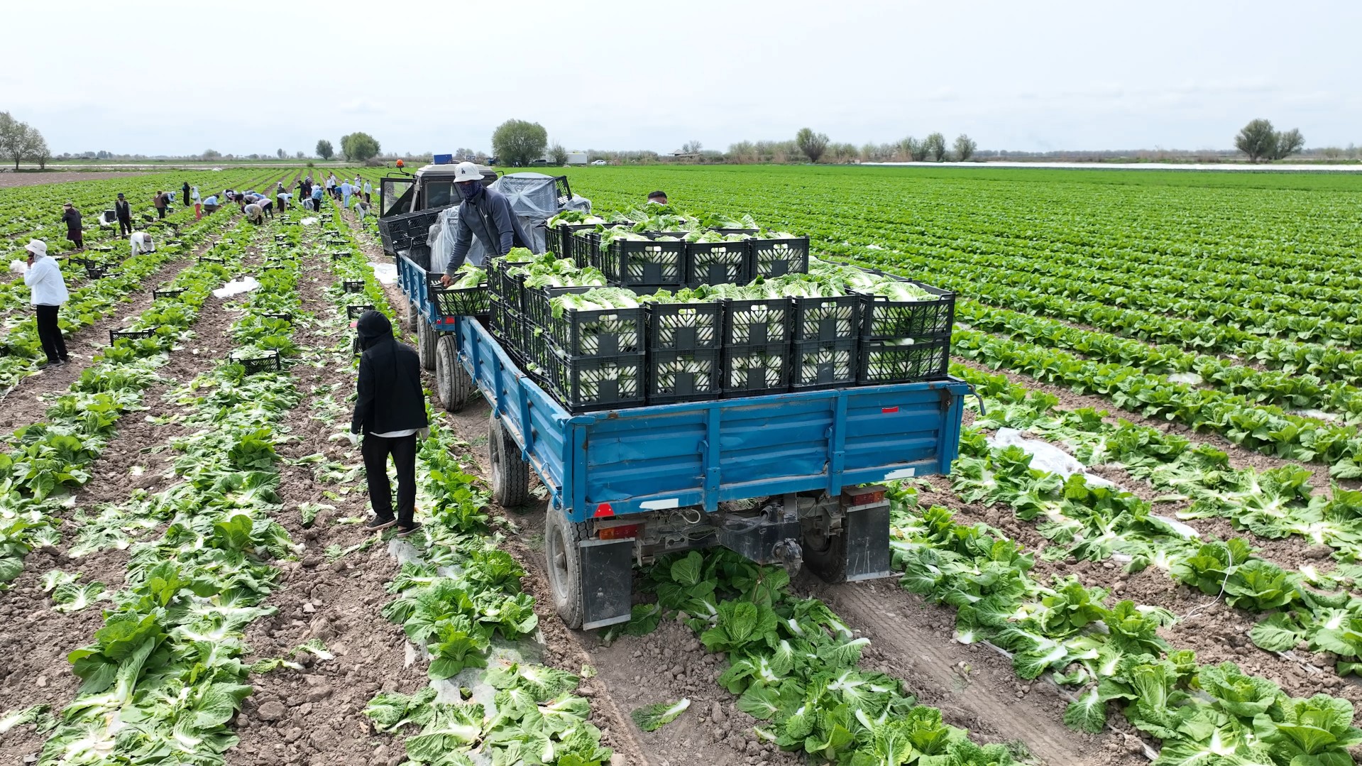 МАҚТААРАЛДЫҚ ДИҚАНДАР ЕРТЕ ПІСЕТІН ҚЫРЫҚҚАБАТТЫҢ АЛҒАШҚЫ ӨНІМІН НАРЫҚҚА ШЫҒАРДЫ
