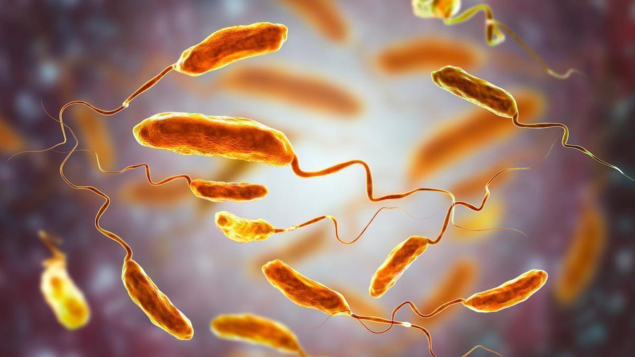 ⚜️Что надо знать о холере?