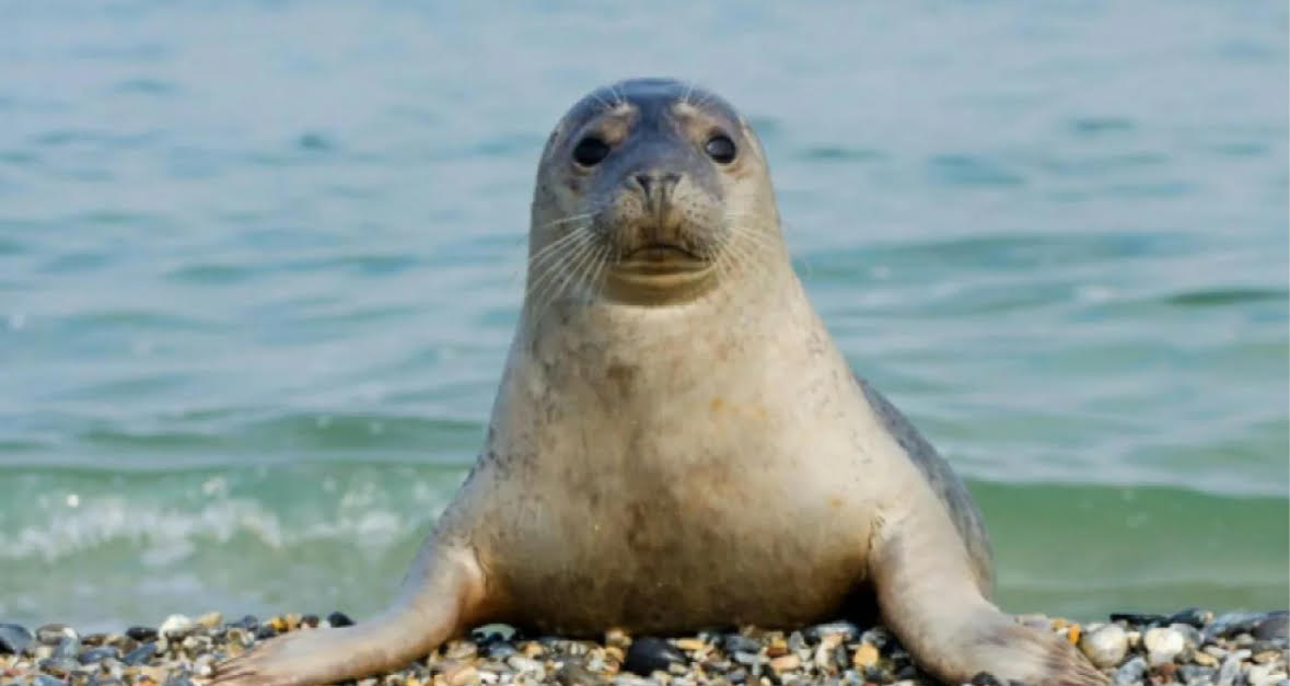 Перечень приоритетных направлений государственных грантов для неправительственных организаций на 2026 год