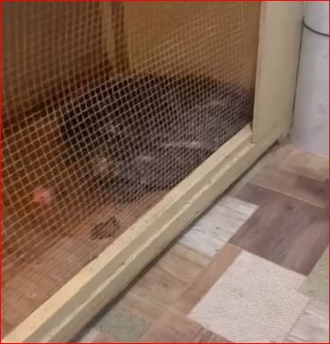 «Графиния» атты питон тәркіленді