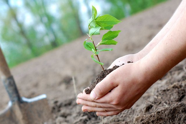 Таразда жасыл желектерді көбейту және цифрландыру жұмыстары жүйелі жүргізілуде