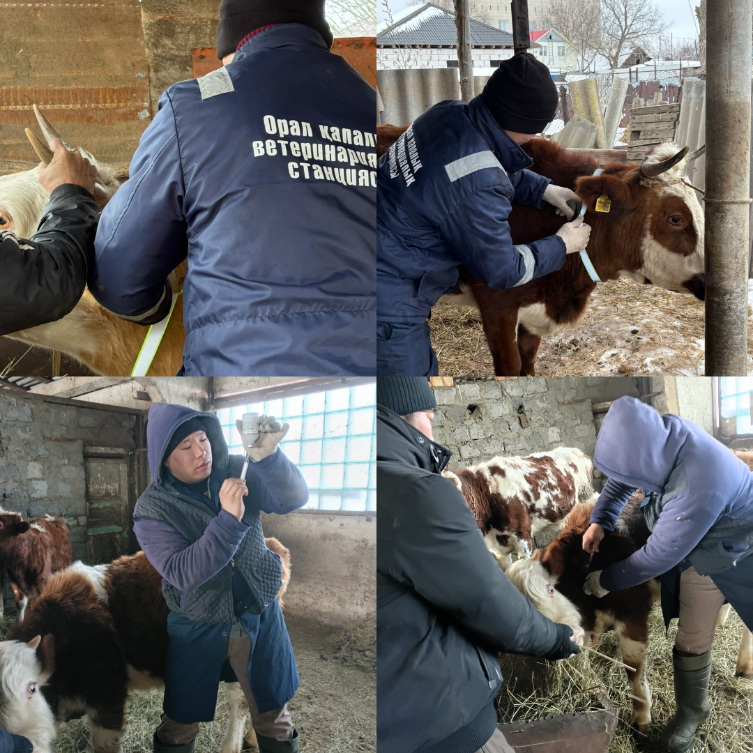 Профилактикалық ветеринариялық іс-шараларды жүргізу кезінде заңнама талаптарын сақтау