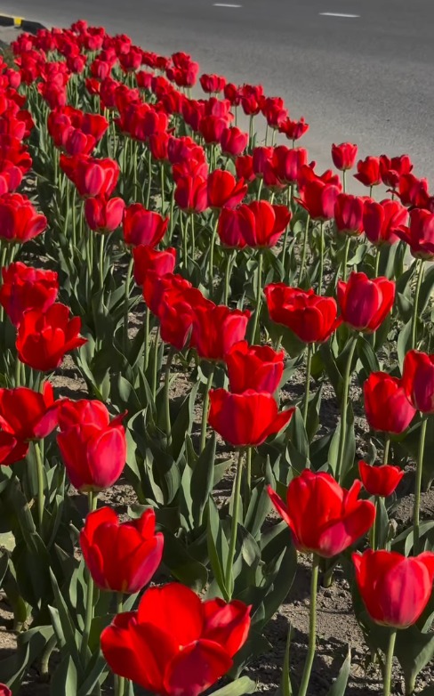 ШЫМКЕНТ КӨКТЕМІ: 1,6 МИЛЛИОН ҚЫЗҒАЛДАҚ ҚАЛАҒА СӘН БЕРДІ