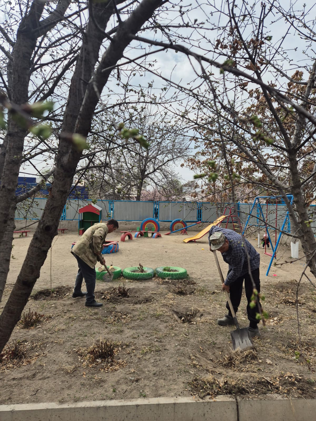 Таза бейсенбі