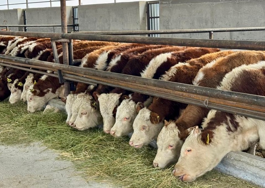 КЕНТАУ БЕС МЫҢ БАС ІРІ ҚАРАНЫ БОРДАҚЫЛАУ ЦЕХЫ ІСКЕ ҚОСЫЛАДЫ