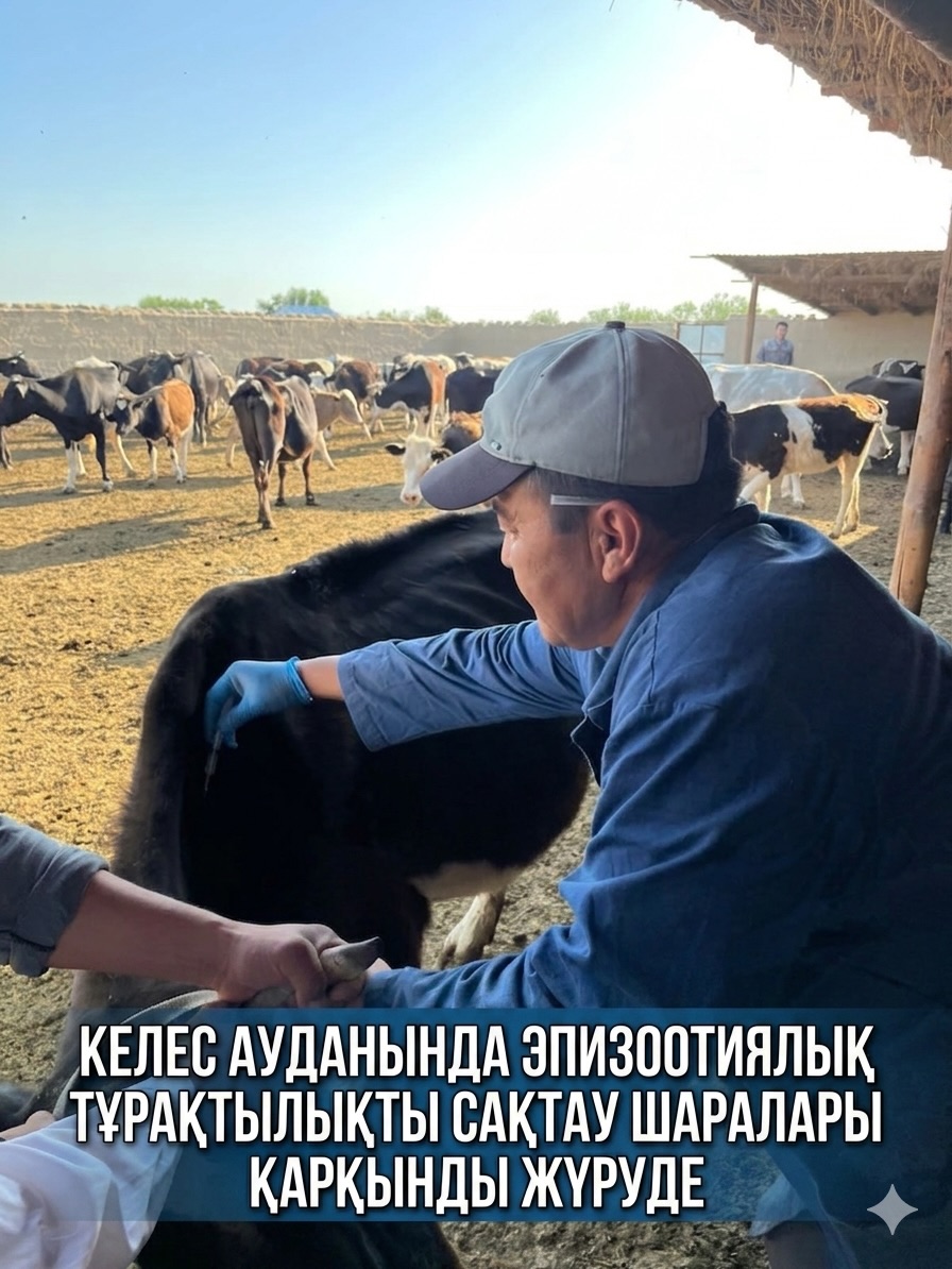 КЕЛЕС: ЭПИЗООТИЯЛЫҚ ТҰРАҚТЫЛЫҚТЫ САҚТАУ ШАРАЛАРЫ ҚАРҚЫНДЫ ЖҮРУДЕ