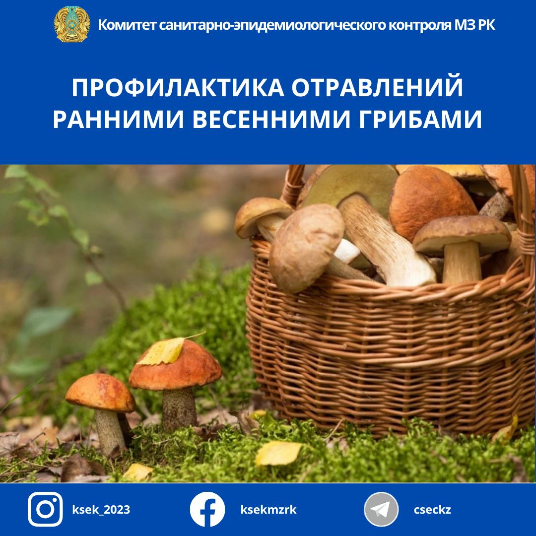 Профилактика отравлений ранним весенними грибами