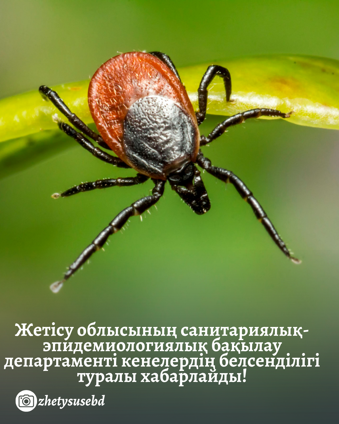 Жетісу облысының санитариялық-эпидемиологиялық бақылау департаменті кенелердің белсенділігі туралы хабарлайды!