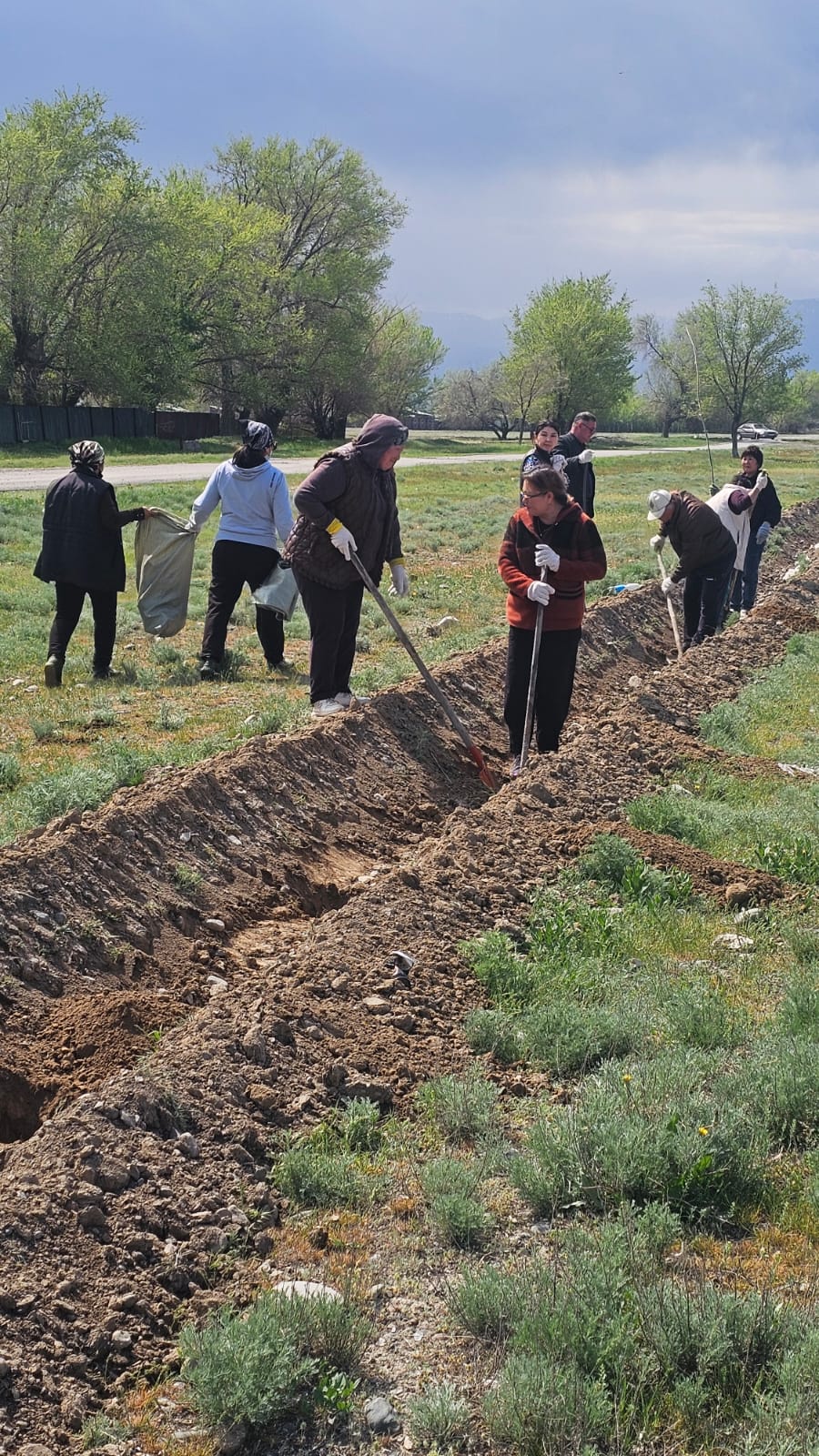 Көшет отырғызылды