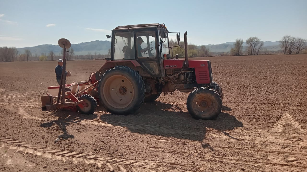 Жарлыөзек ауылдық округінде қант қызылшасын егу жұмыстары жүргізілуде 🌱