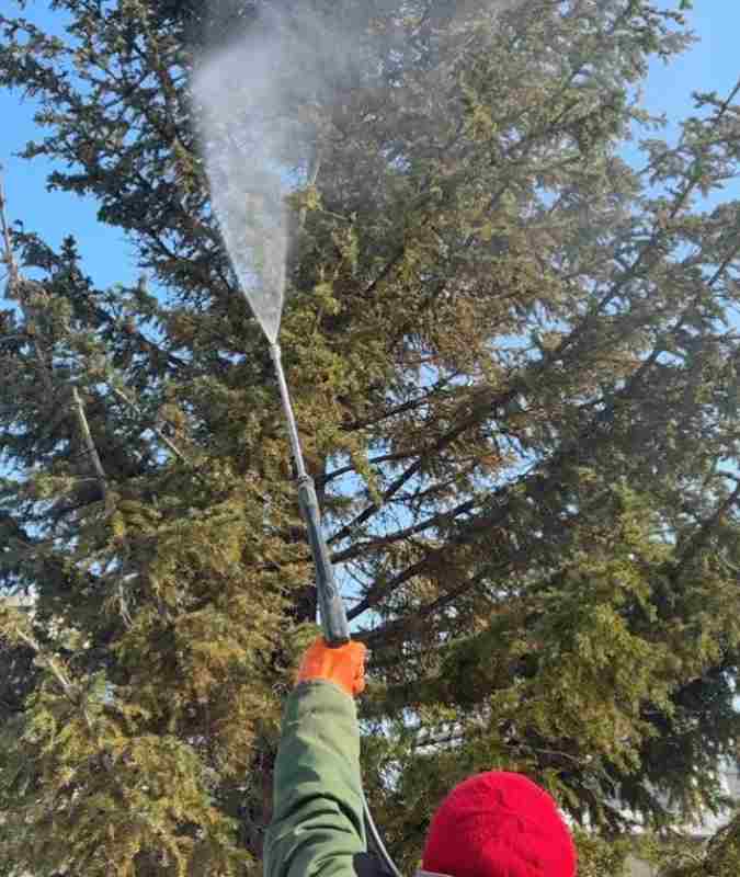 Қылқанжапырақты ағаштарды күн сәулесінен қорғау жұмыстары жүргізілуде