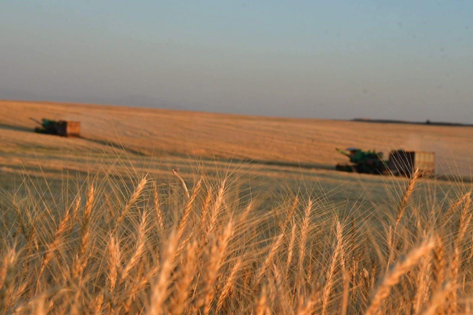 ТҮРКІСТАН ОБЛЫСЫНДАҒЫ АГРОСАЛАНЫ ДАМЫТУҒА ШЕТЕЛДІК ҒАЛЫМДАР АТСАЛЫСУДА