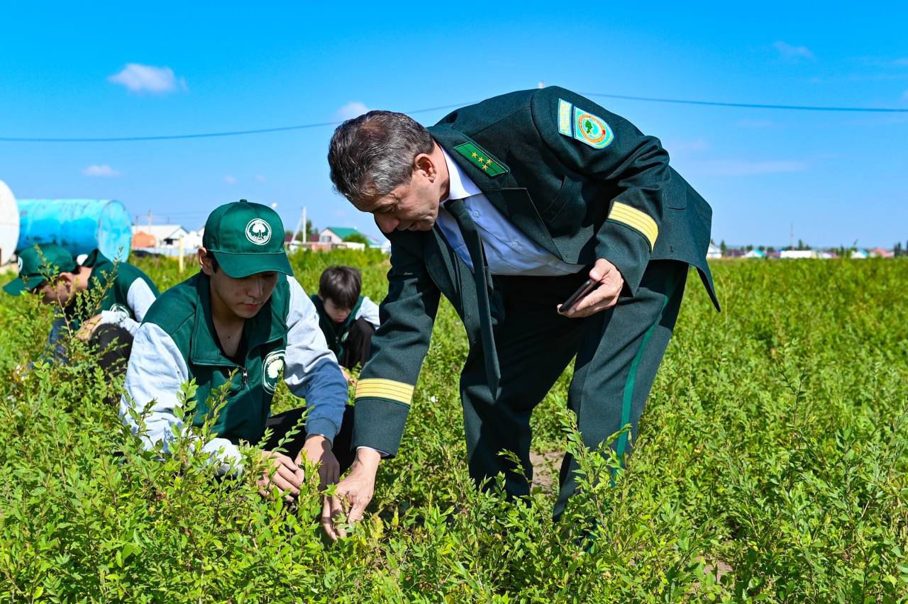 Биыл «Жасыл ел» еңбек жасағына шамамен 3 200 адамды жұмыспен қамту жоспарланып отыр